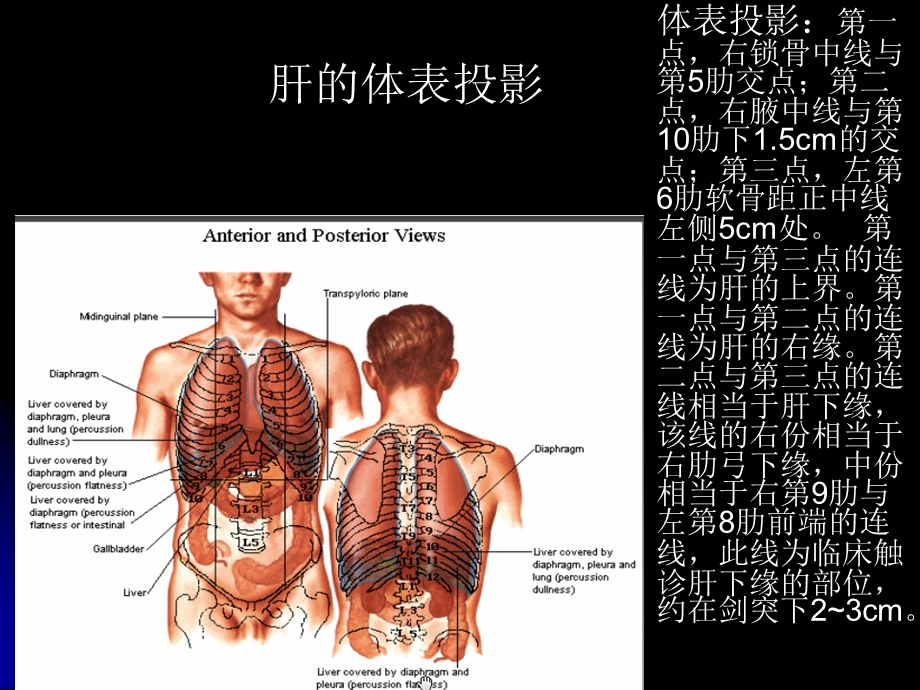 肝与肝外胆道的局部解剖.ppt_第3页