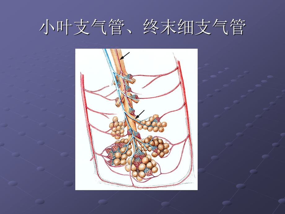 胸部常见CT征象认读ppt.ppt_第3页