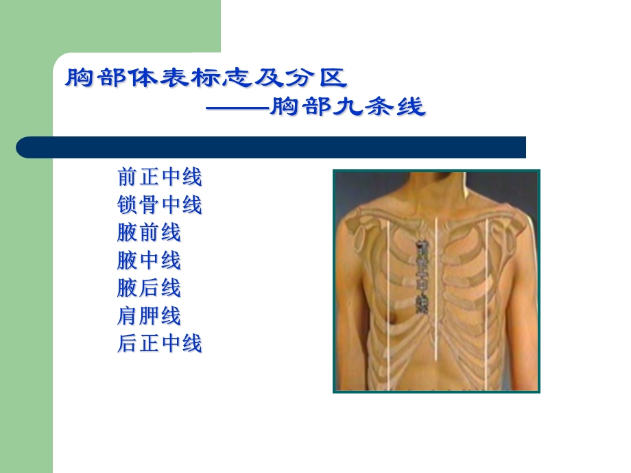 胸部检查（1） .ppt_第3页