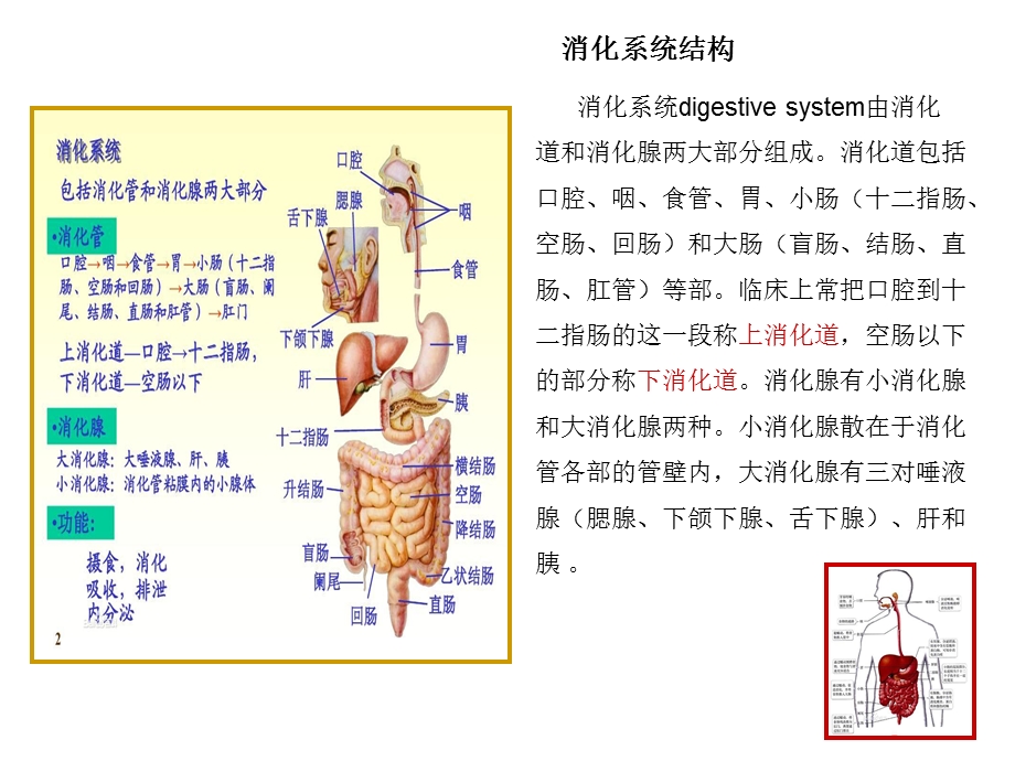 5消化系统疾病.ppt_第2页