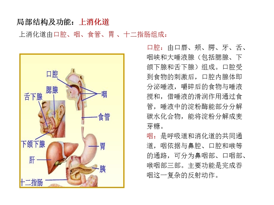 5消化系统疾病.ppt_第3页