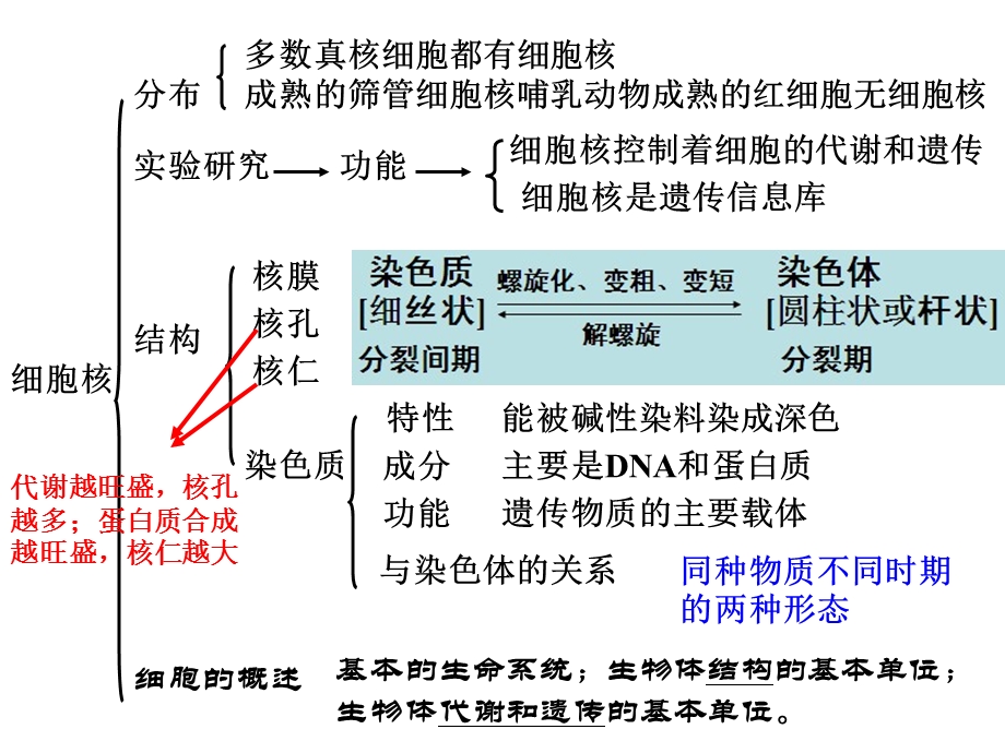 系统的控制中心细胞核.ppt_第2页