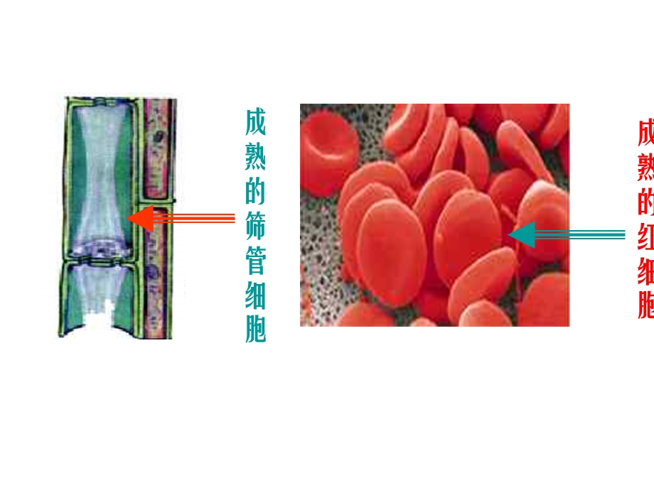 细胞核系统的控制中心2.ppt_第2页