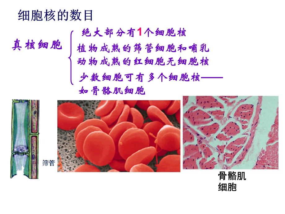 细胞核系统的控制中心.ppt_第3页