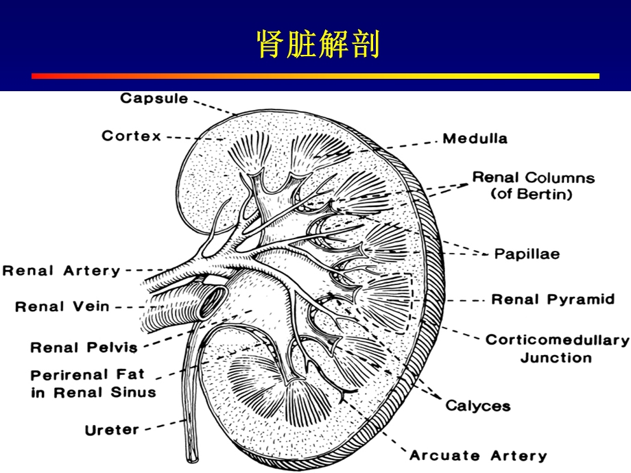 肾小球疾病概述(PPT73).ppt_第3页