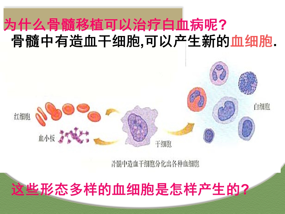 细胞分化.ppt.ppt_第3页