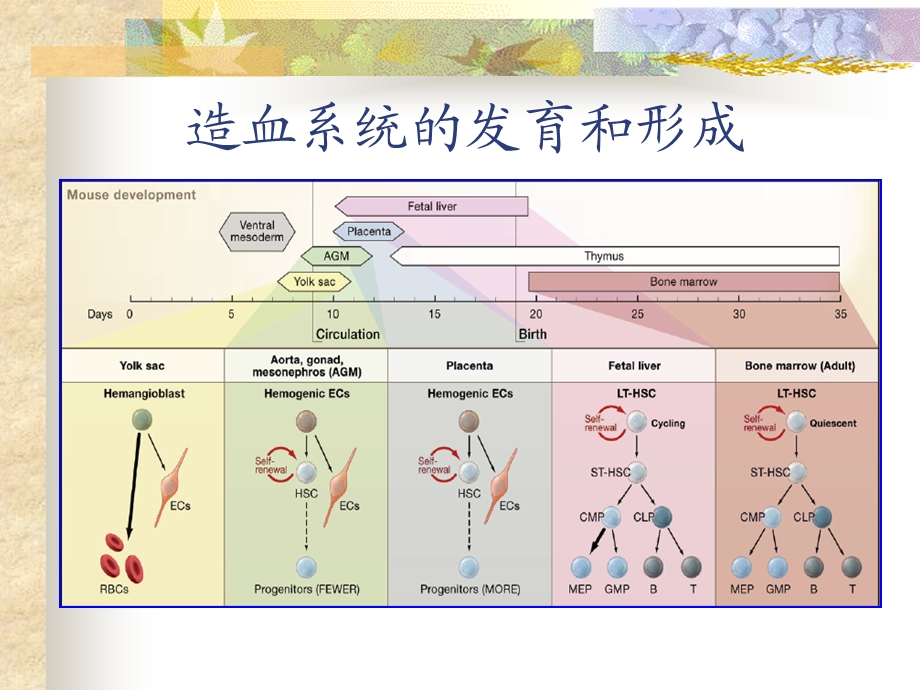 白血病发生的分子机理和分子诊断.ppt_第3页