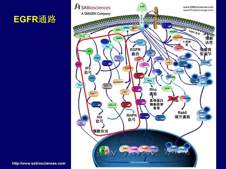 结直肠癌靶向治疗.ppt_第3页