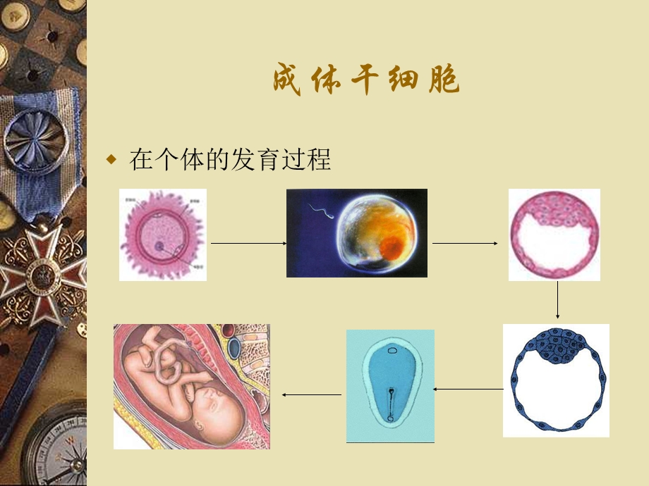 成体干细胞.ppt_第1页