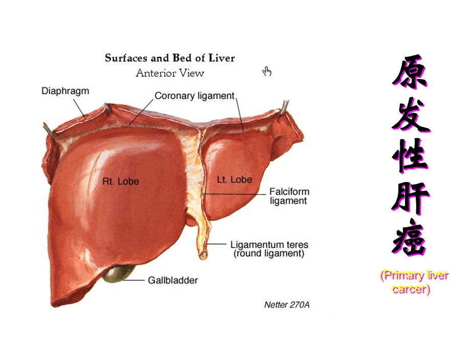 内科护理学原发性肝癌资料.ppt_第1页