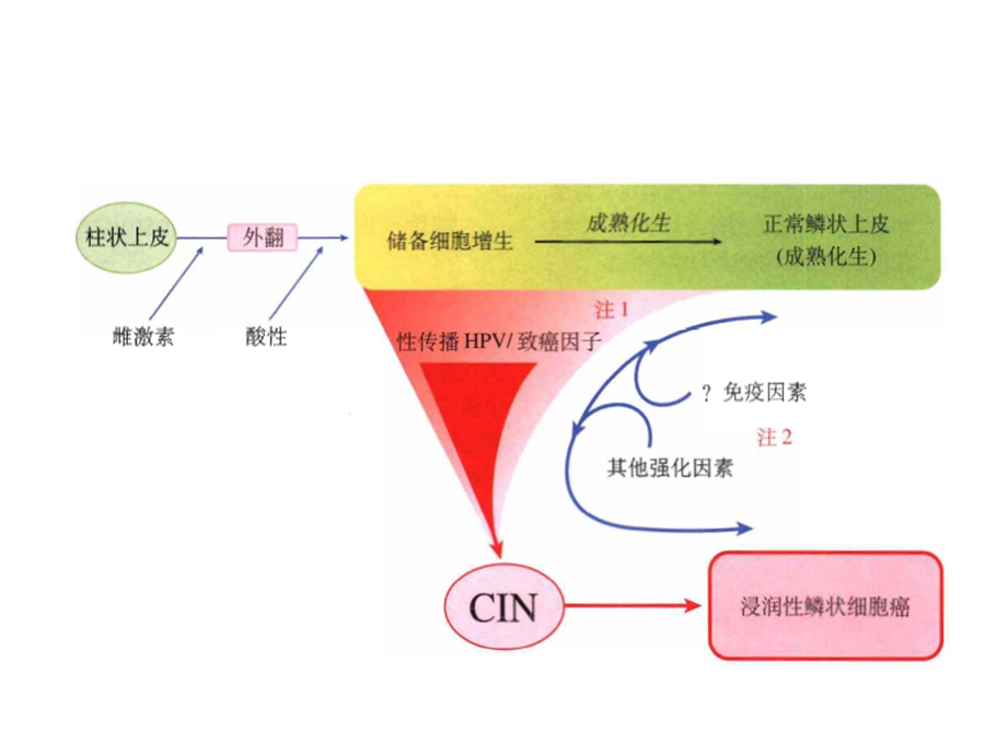 宫颈组织病理诊断.ppt_第3页