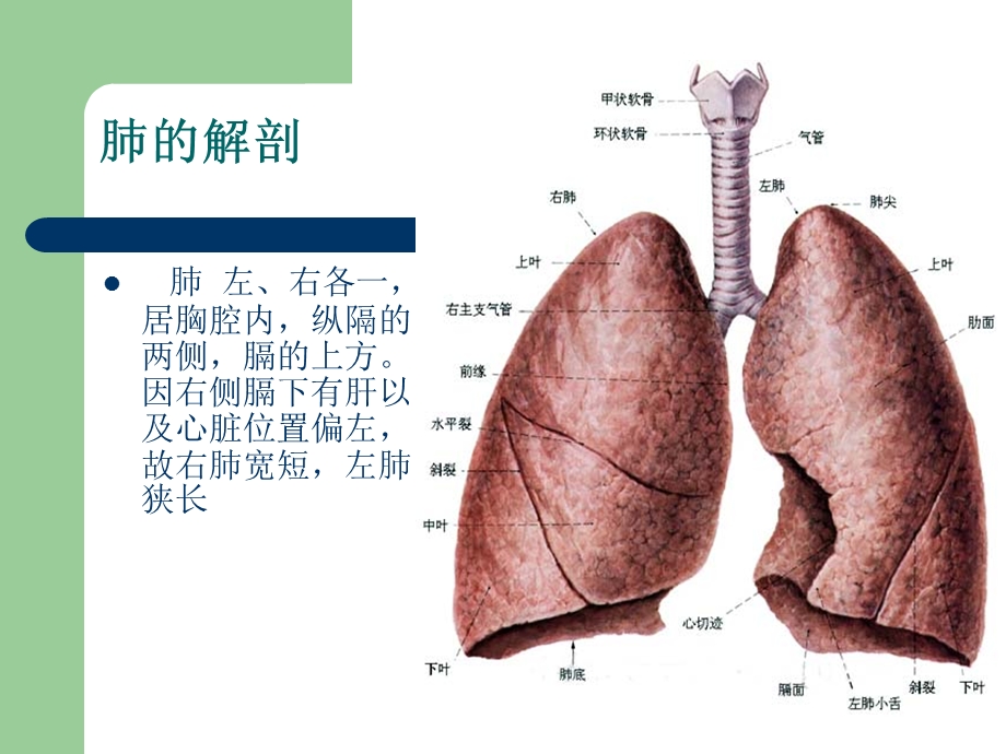 肺癌根治术手术配合.ppt_第3页