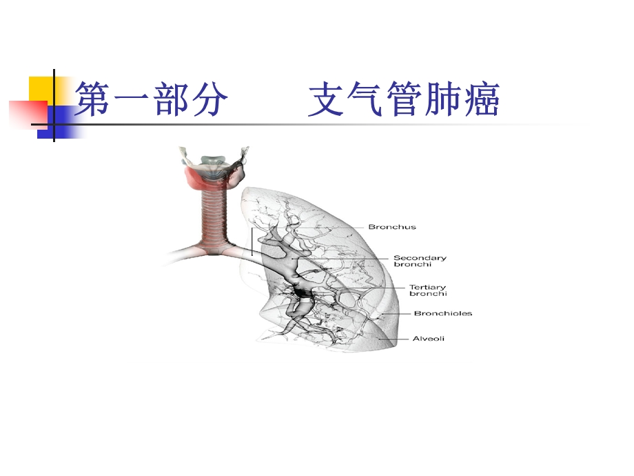 肺癌食管癌ppt幻灯片.ppt_第2页