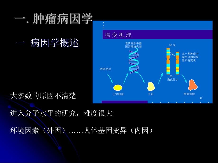 肿瘤的病因学.ppt_第3页