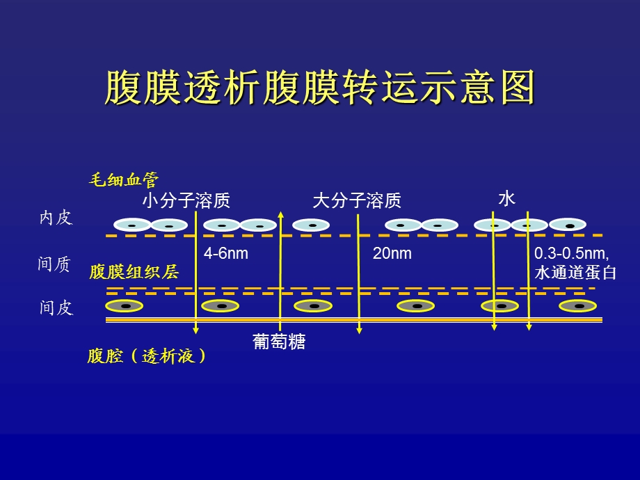 腹膜平衡试验图文.ppt_第2页