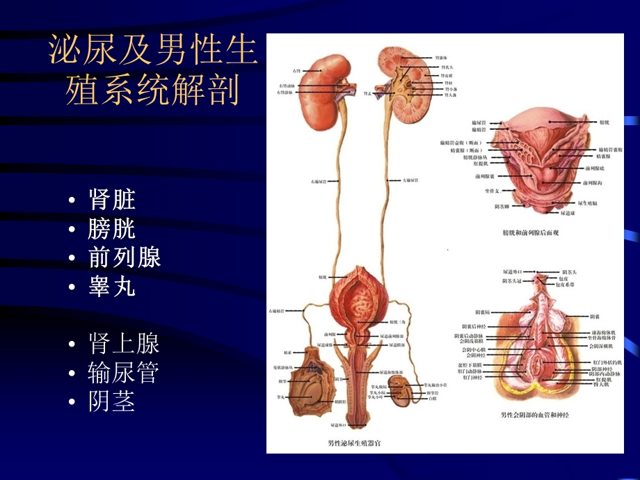 膀胱癌放疗.ppt_第2页