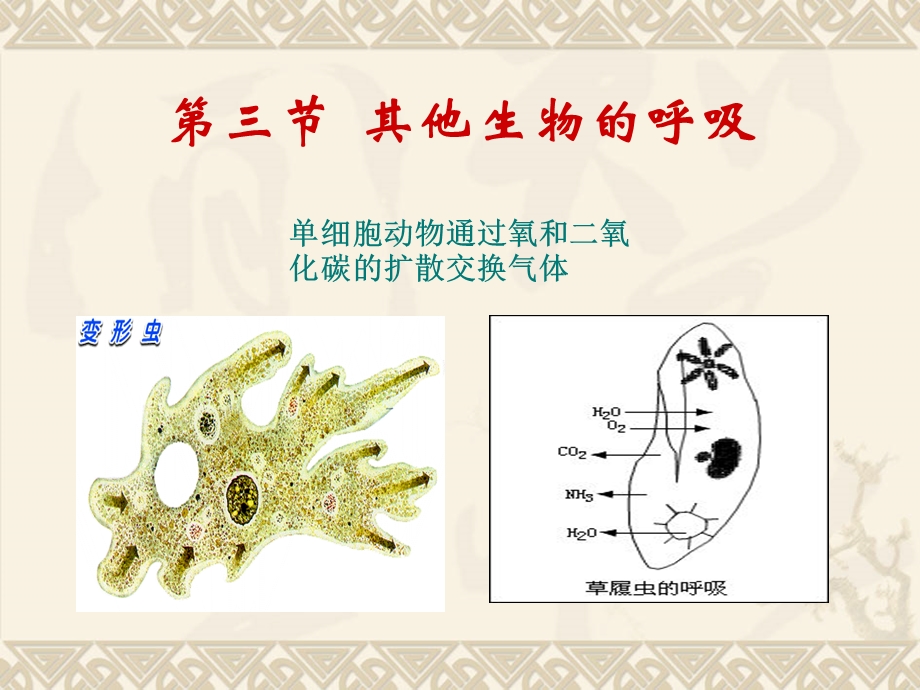 其他生物的呼吸(制作).ppt_第1页