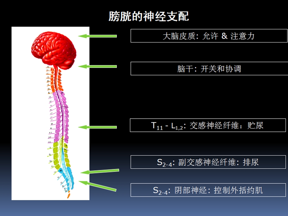 膀胱压力PPT.ppt_第2页