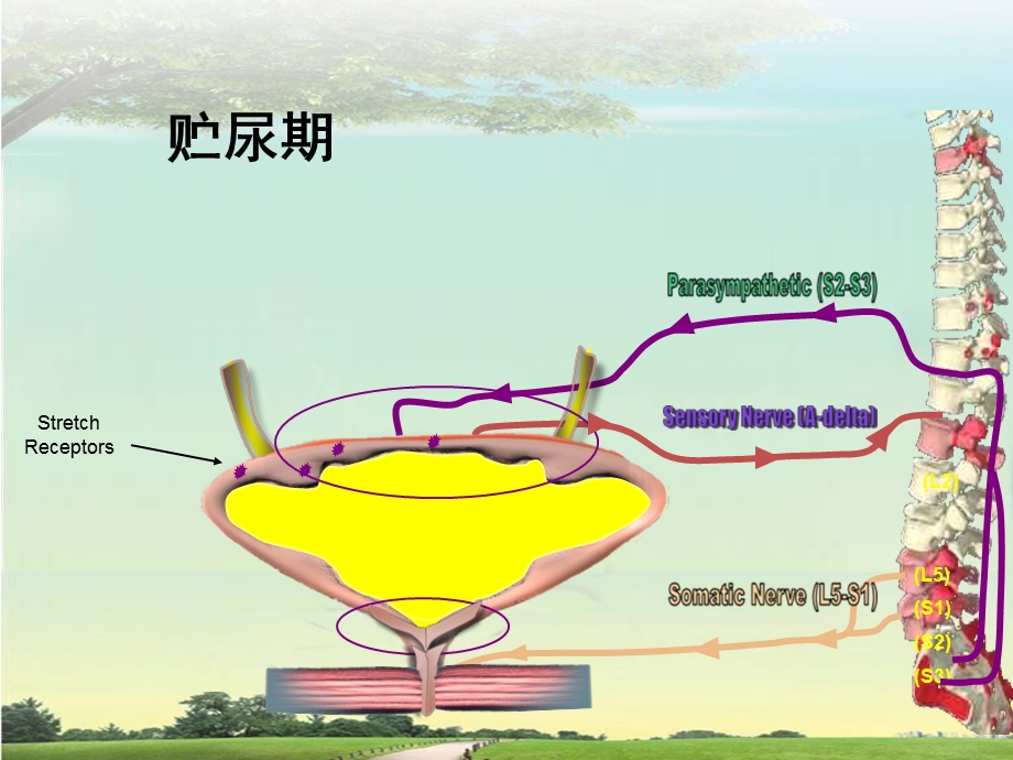 膀胱压力PPT.ppt_第3页