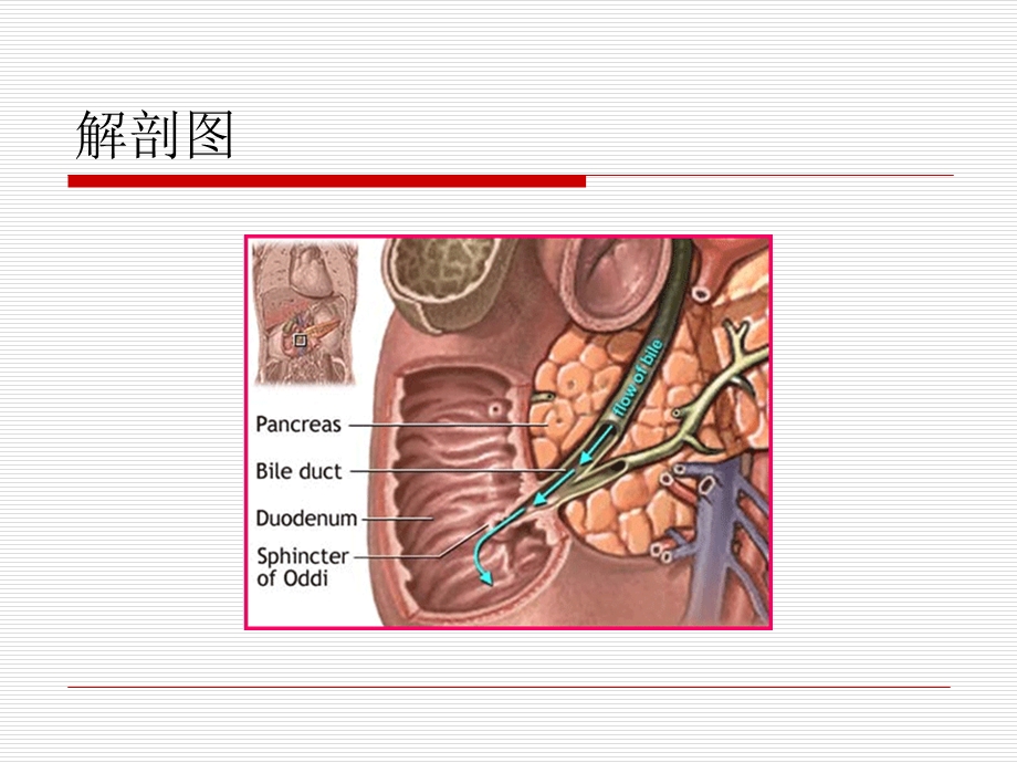 重症胰腺炎的治疗与护理.ppt_第2页