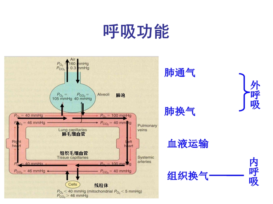 呼吸衰竭病人治疗护理进展.ppt_第3页