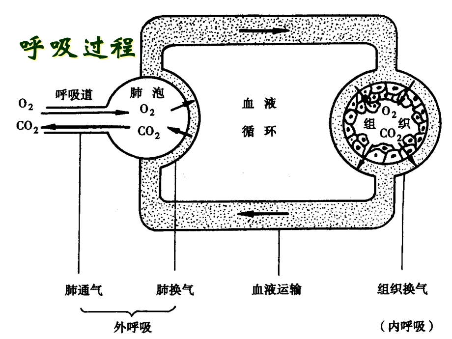 病理生理学案例版呼吸衰竭.ppt_第2页