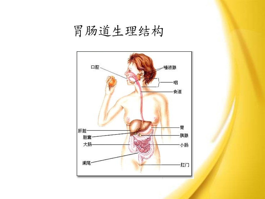 重症患者胃肠功能损伤的诊治..ppt_第3页