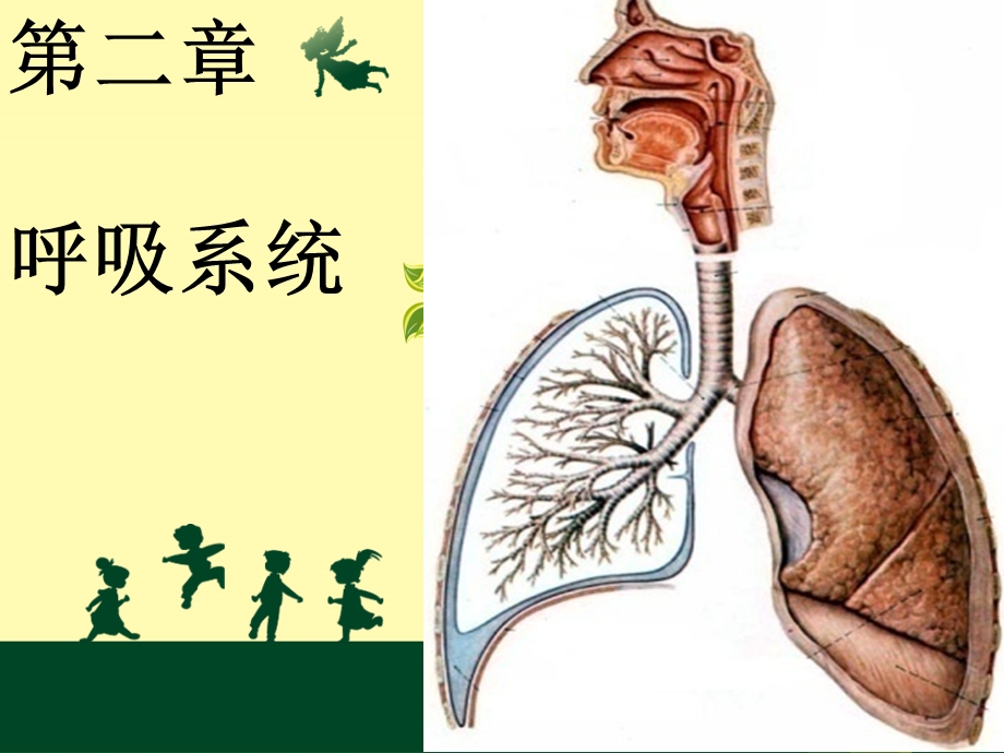 呼吸系统概述及急性支气管炎.ppt_第1页