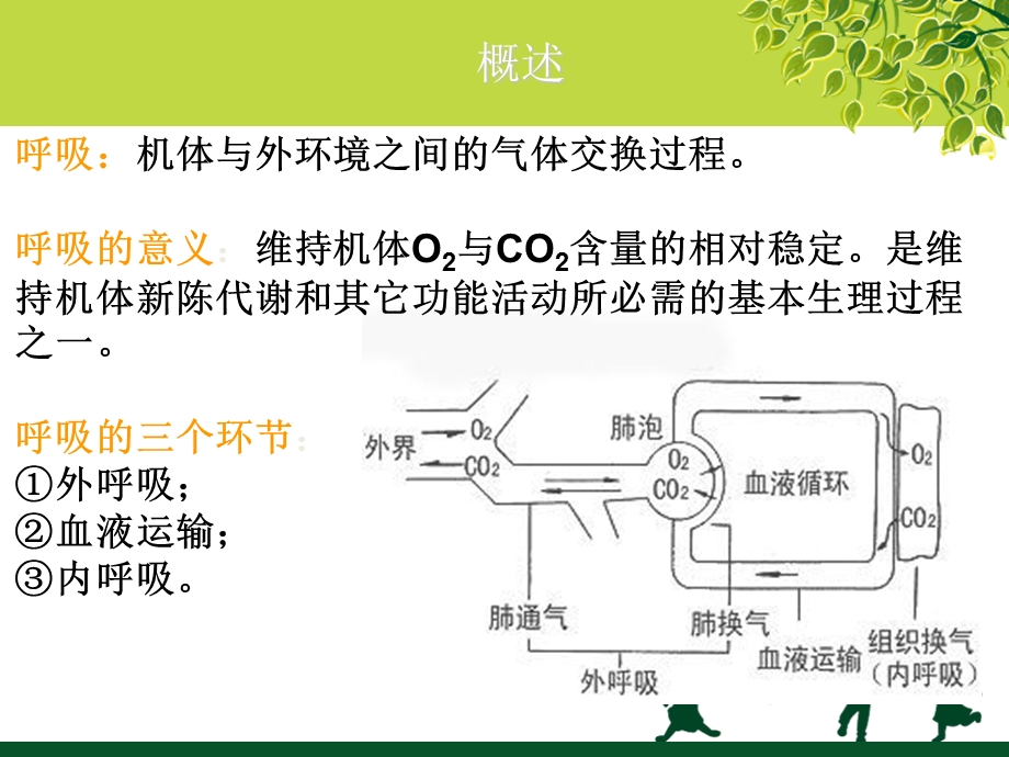 呼吸系统概述及急性支气管炎.ppt_第3页