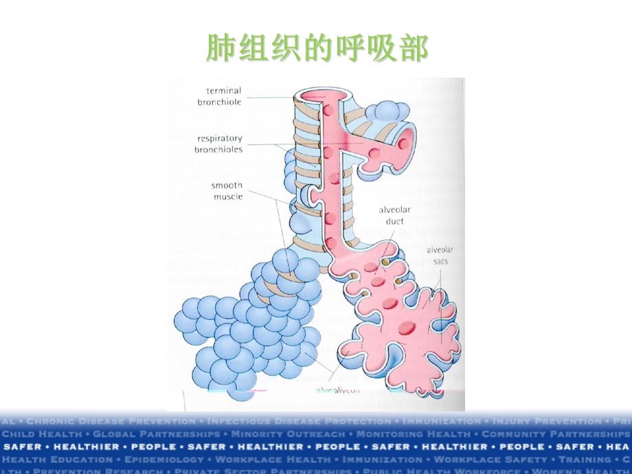 医院获得性肺炎诊治指南.ppt.ppt_第3页