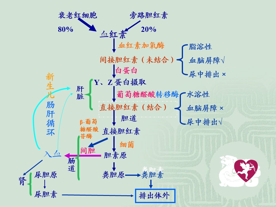 新生儿黄疸.ppt.ppt_第3页