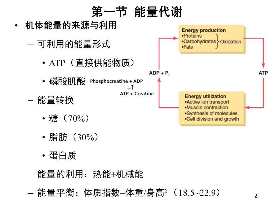 能量代谢与体温.ppt_第2页