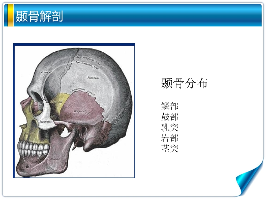 听觉系统解剖.ppt_第2页