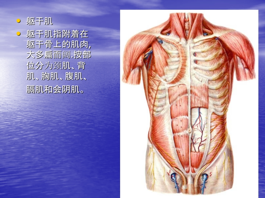 运动解剖学9躯干的肌肉、头颈肌.ppt_第2页