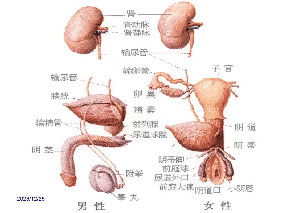 妇科疾病知识讲座.ppt_第3页