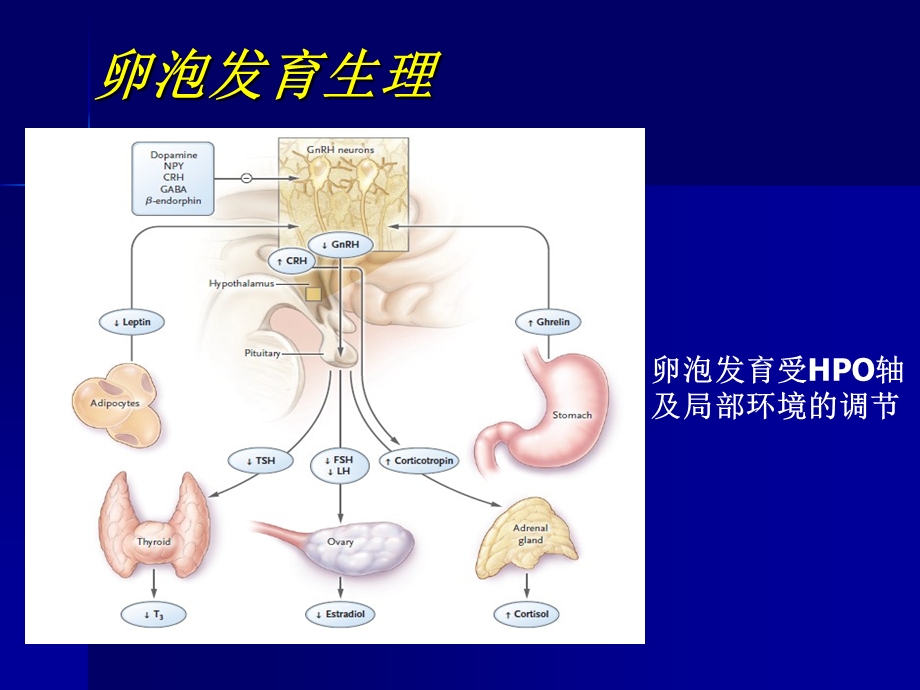 促排卵药物的合理应用.ppt_第2页