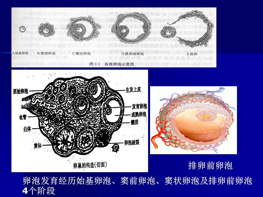 促排卵药物的合理应用.ppt_第3页