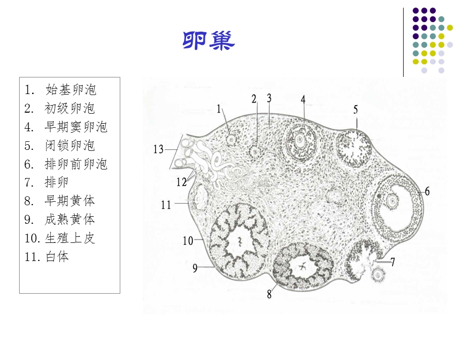 卵泡发育.ppt_第3页