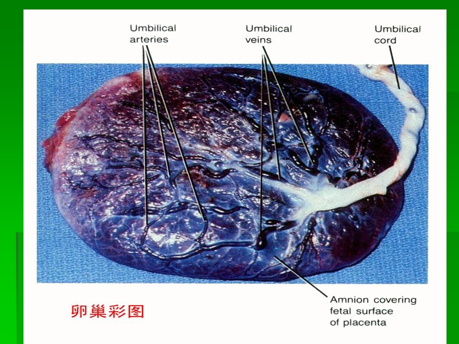 卵巢保养.ppt_第2页