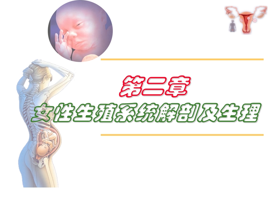 妇产科第二章女性生殖系统解剖及生理资料.ppt_第1页