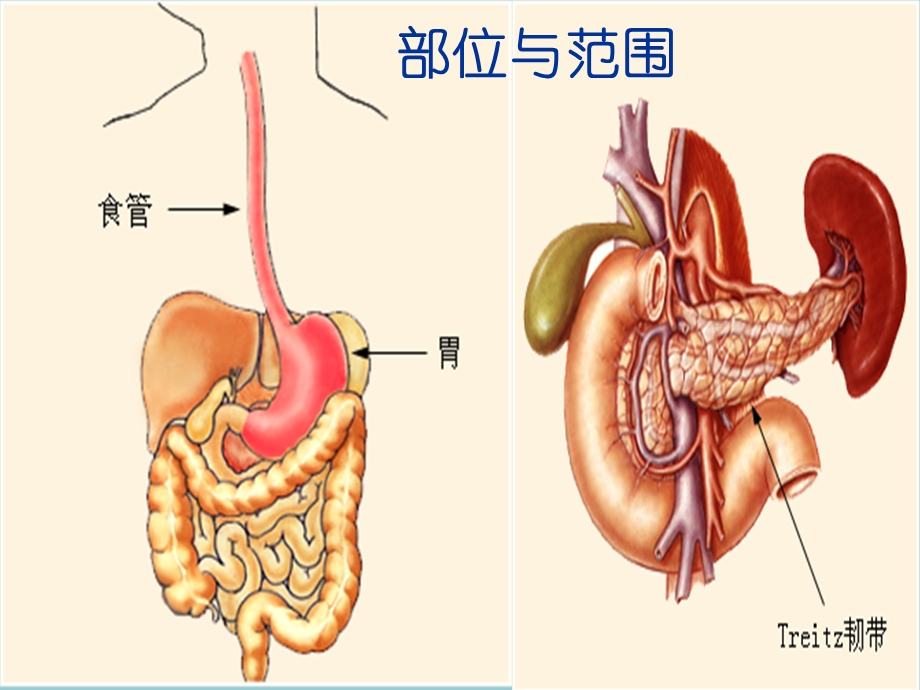 上消化道出血诊治指南.ppt_第3页