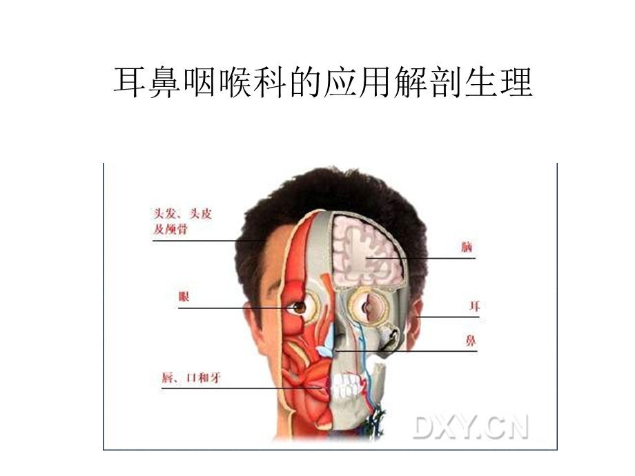 耳鼻咽喉科的应用解剖生理.ppt_第2页