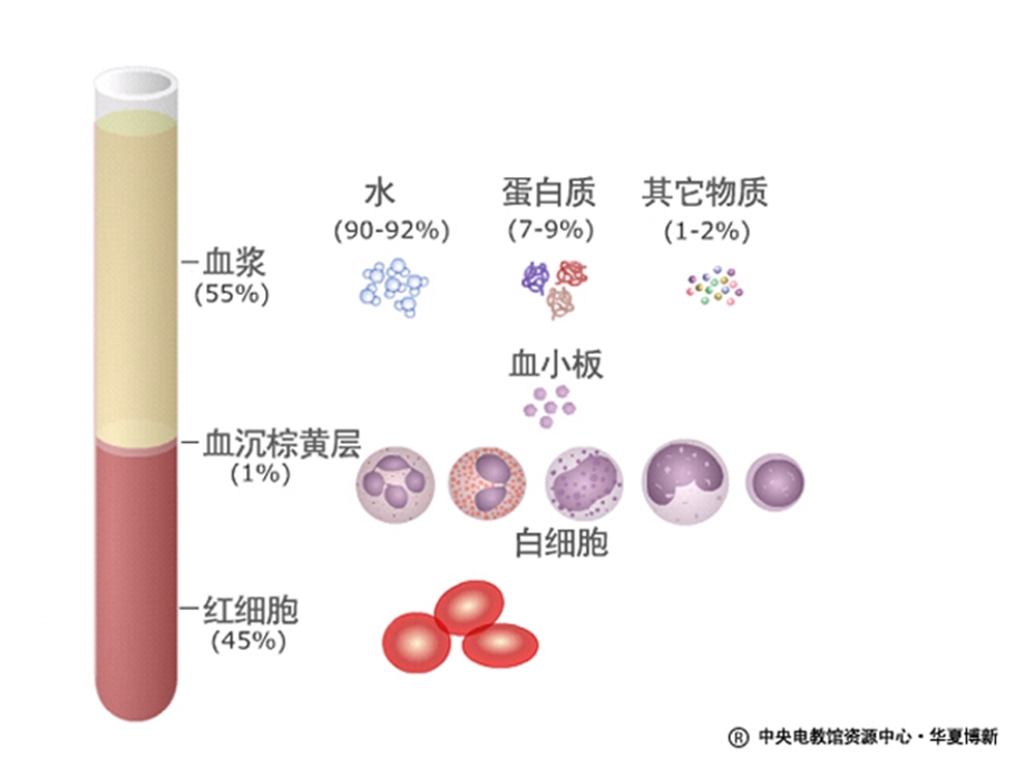 血浆的成分.ppt_第3页