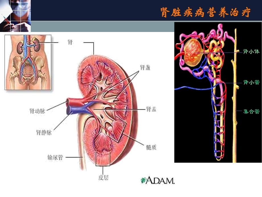 肾脏疾病营养治疗.ppt_第2页