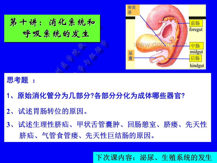 第十讲：消化、呼吸的发生.ppt_第1页