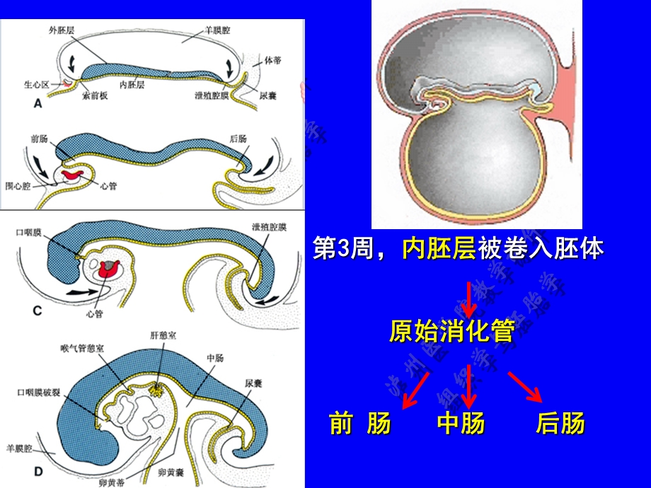 第十讲：消化、呼吸的发生.ppt_第2页