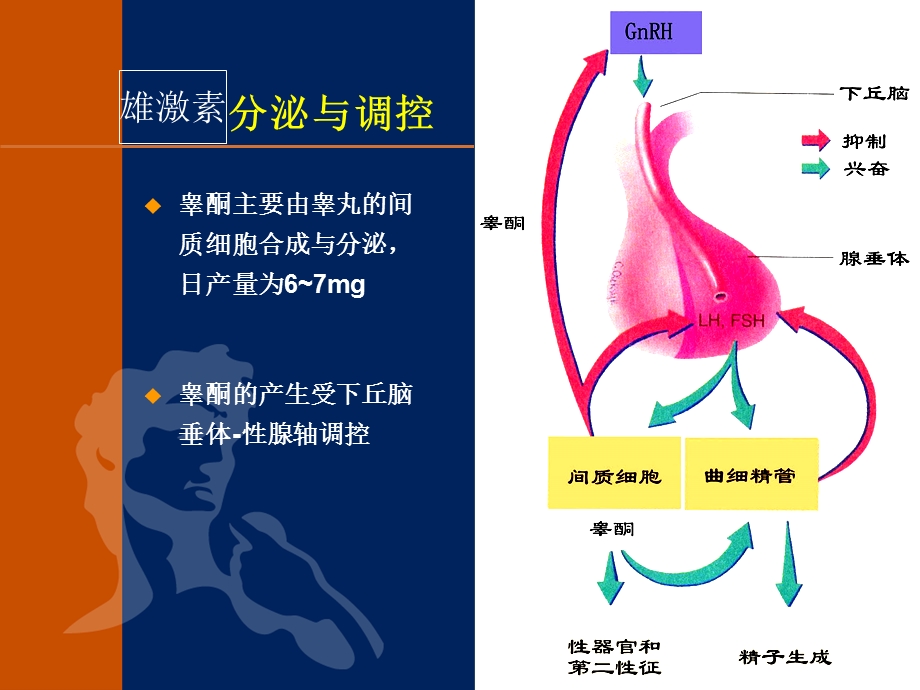 雄性激素与男性性腺功能减退症诊断及治疗ppt演示文稿.ppt_第3页