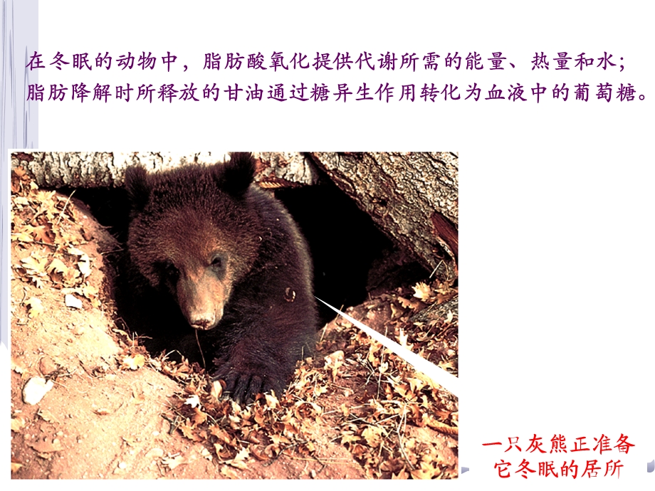 脂代谢培训教学PPT.ppt_第2页