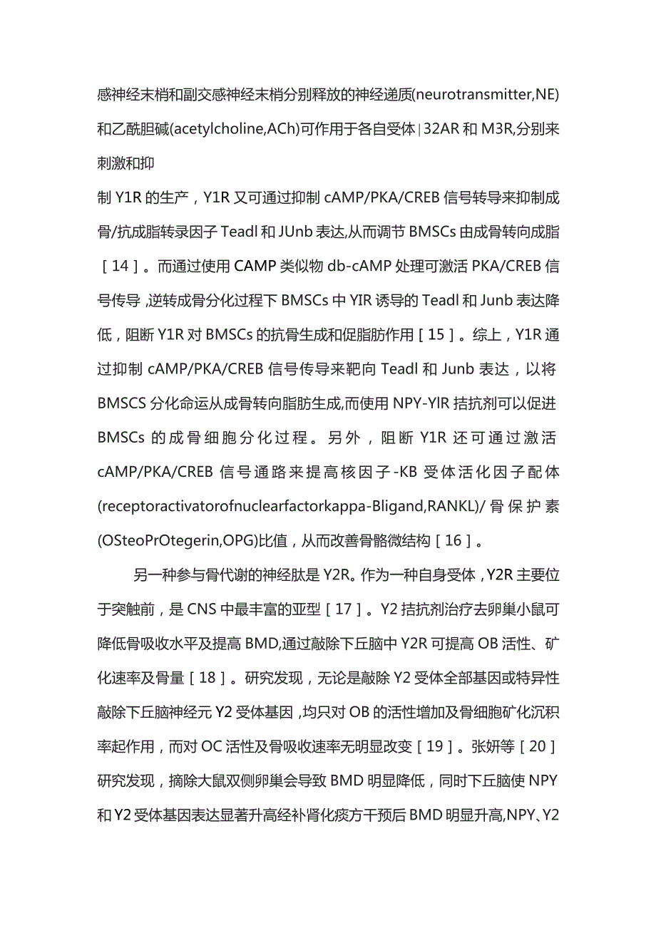 神经系统及其分泌物在运动改善骨健康中的作用机制2024.docx_第3页