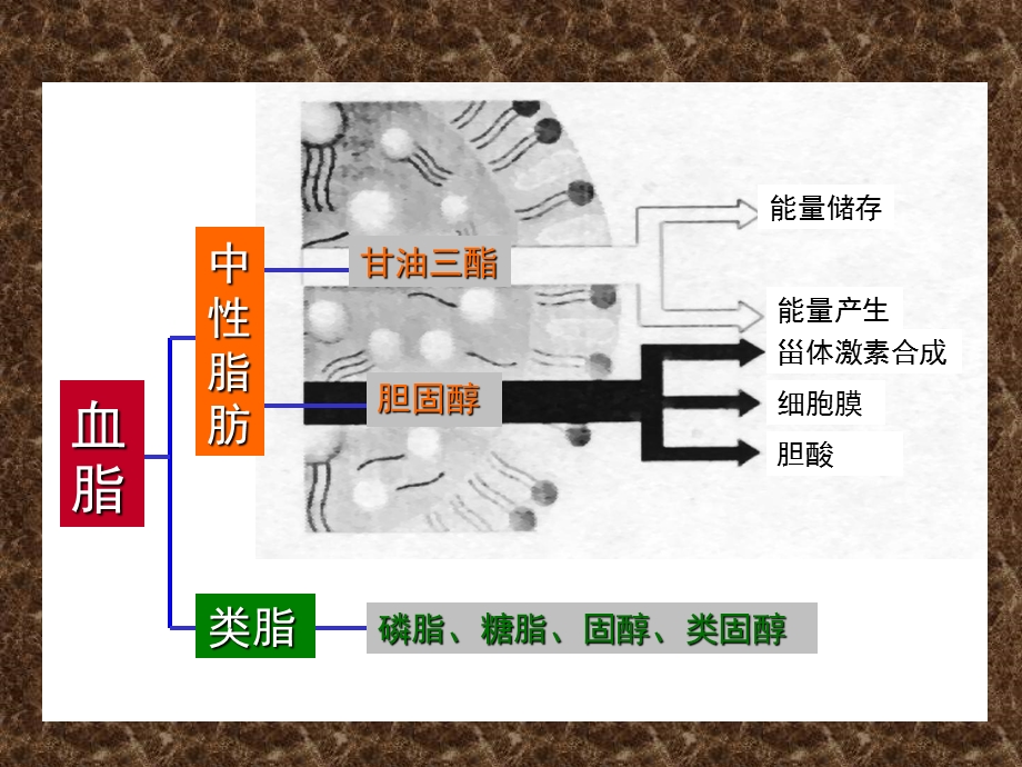 血脂和高脂血症.ppt_第2页